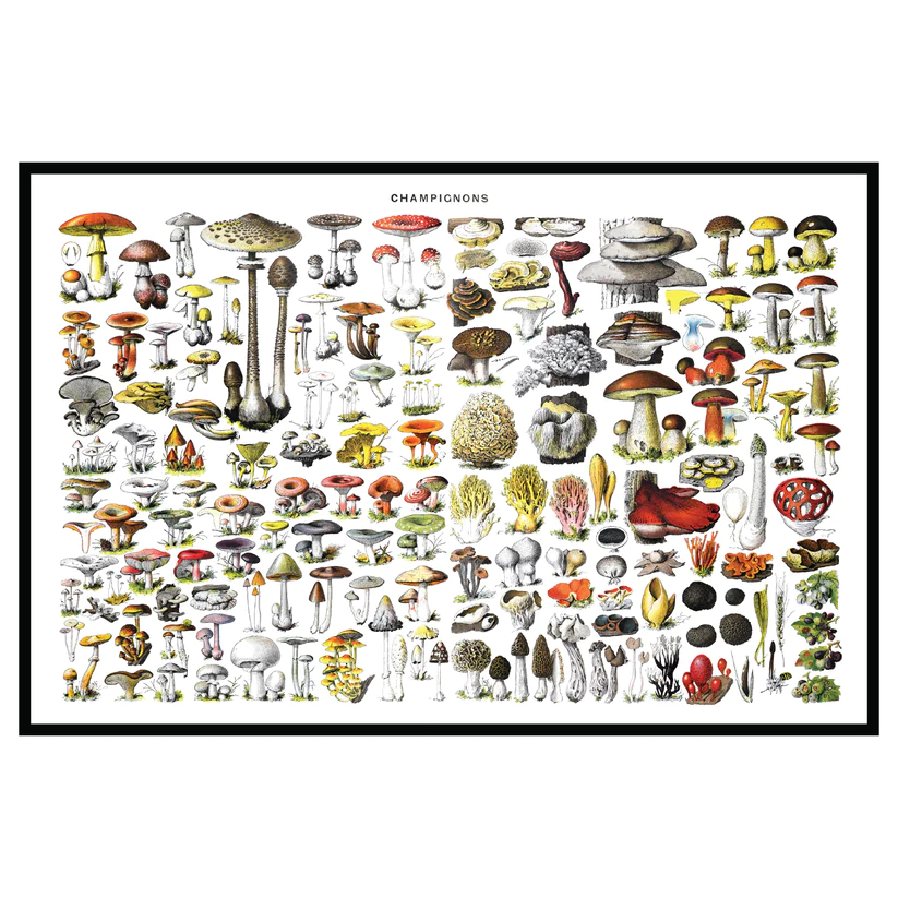 Mood Mats - Champignons - 12" x 18" - 2024