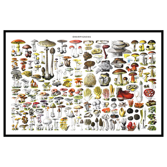 Mood Mats - Champignons - 12" x 18" - 2024